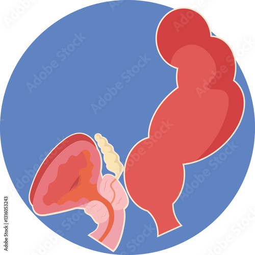 normal prostate in healthy individual