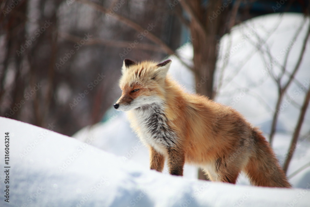 Fototapeta premium 冬のキタキツネ
