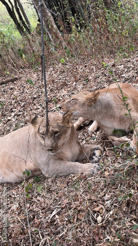 Naklejka premium Two lions rest peacefully, side by side, embodying strength and companionship.