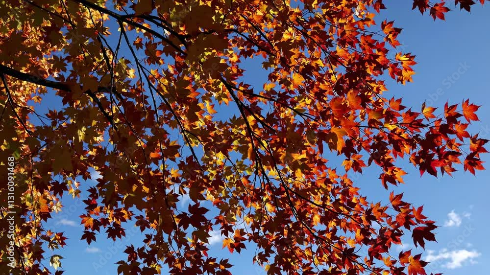A low-angle video shot captures vibrant autumn leaves against a clear blue sky, emphasizing the beauty of fall with a natural, immersive style. Live desktop wallpaper. A low-angle video shot captures vibrant autumn leaves against a clear blue sky, emphasizing the beauty of fall with a natural, immersive style. Live desktop wallpaper.