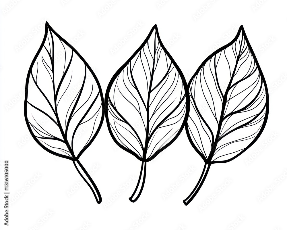Fototapeta premium Three detailed leaves, nature illustration, white background, design element