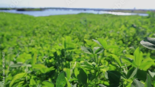 Green spinach fields flourishing in the sunlight with a picturesque backdrop