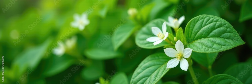 Malabar spinach in a garden with white flowers, flowering vine, ornamental plant Malabar spinach in a garden with white flowers, flowering vine, ornamental plant