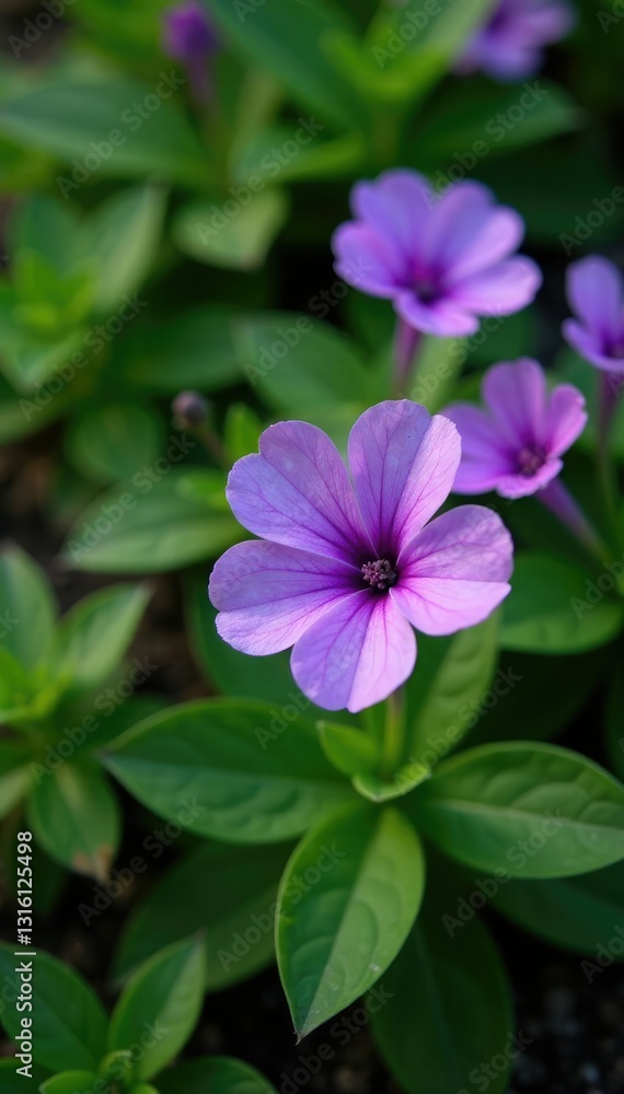 Violet-colored blooms on a low-growing groundcover with toothed foliage, primrose, Violet-colored blooms on a low-growing groundcover with toothed foliage, primrose,