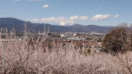神奈川県小田原市　梅