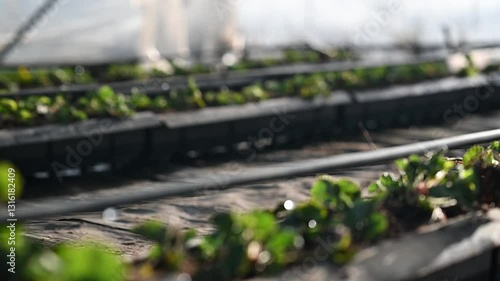 Drip irrigation system waters young strawberry plants in controlled agricultural environment with visible water droplets ensuring precise hydration, optimizing water usage and plant grow.