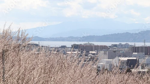 神奈川県小田原市　相模湾と梅