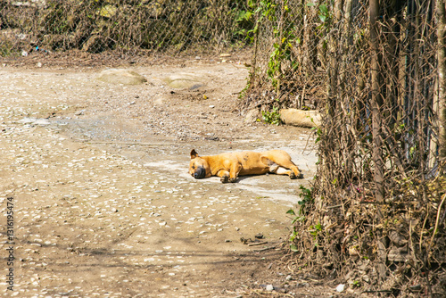 a sleeping dog in the street photo