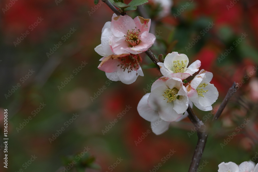 Obraz premium 華やかに咲く