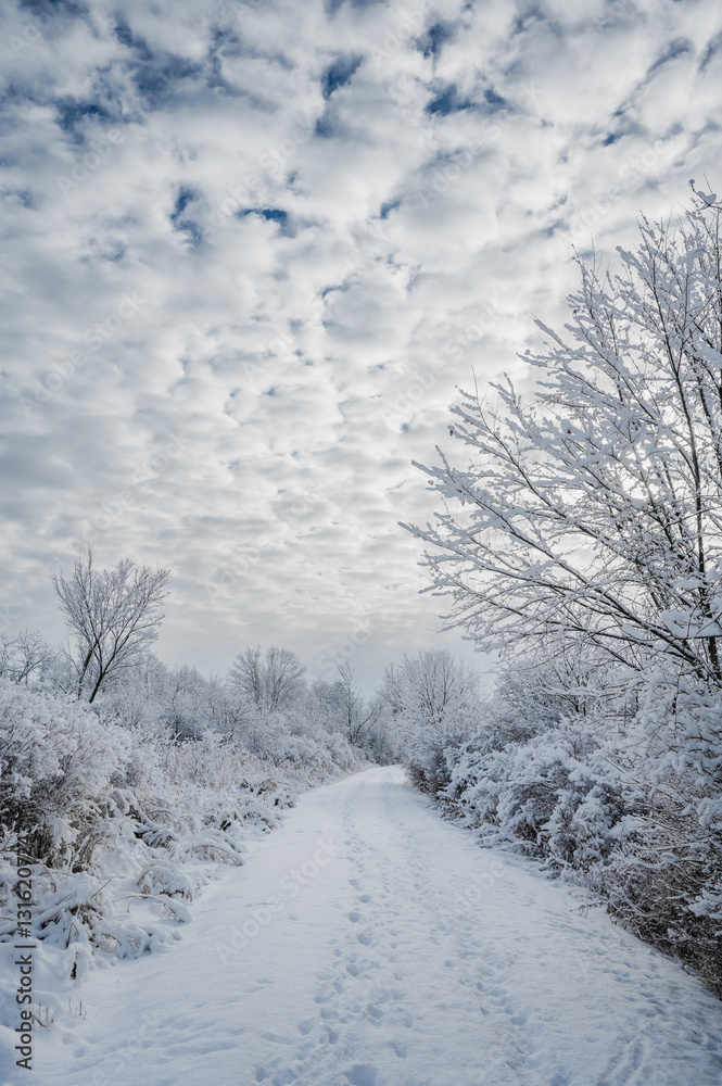 Obraz premium Beautiful snow covered trees lining wooded trail on winter day.