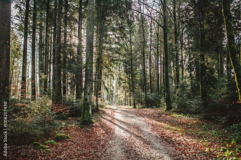 A path through the forest with long shadows A path through the forest with long shadows