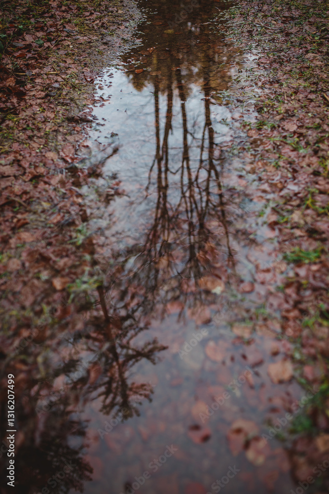Obraz premium A tree reflected in a puddle in the forest