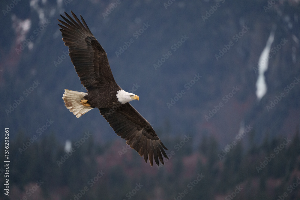 Fototapeta premium Bald Eagle in Flight Over Forested Landscape Showing Graceful Wi