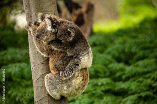 Photography A baby australian koala (Phascularctos cinereous) being carried by its mother