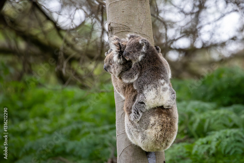 Canvas Print A baby australian koala (Phascularctos cinereous) being carried by its mother