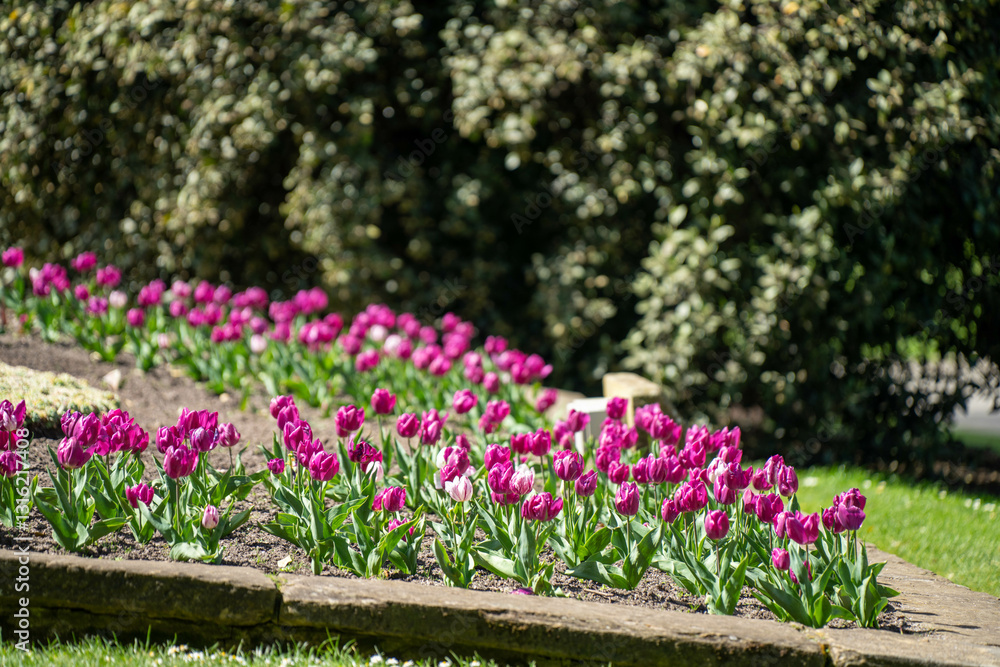 botanical garden path in springtime in australia botanical garden path in springtime in australia