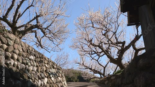 神奈川県小田原市　梅