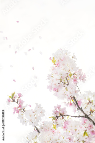 Wallpaper Mural 봄소식을 알리는 만개한 벚꽃들과 하늘 Torontodigital.ca