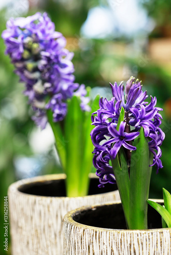 Obraz na płótnie Beautiful violet hyacinth flowers on green background. w salonie