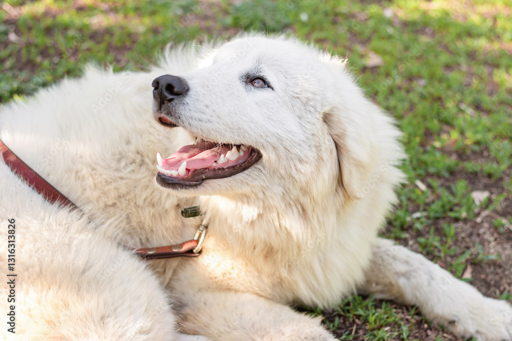 A large white Maremma Sheepdog lies on the lawn in a summer park against a backdrop of blooming flowers. A large white Maremma Sheepdog lies on the lawn in a summer park against a backdrop of blooming flowers.