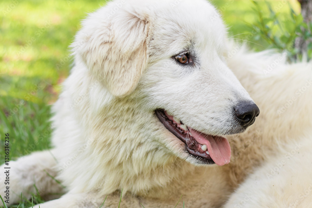 A large white Maremma Sheepdog lies on the lawn in a summer park against a backdrop of blooming flowers. A large white Maremma Sheepdog lies on the lawn in a summer park against a backdrop of blooming flowers.