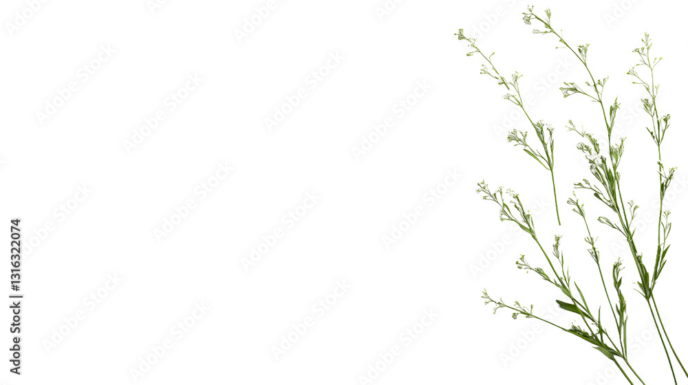 White background material, perfect for clean and minimalistic designs, with ample space for product placement, logos, or text.
White background material, perfect for clean and minimalistic designs, with ample space for product placement, logos, or text.