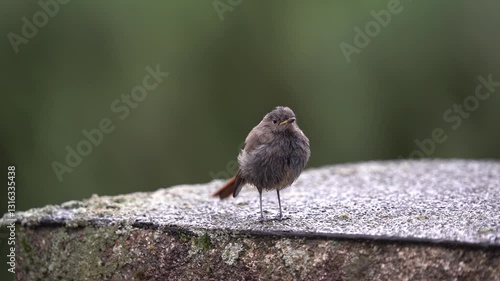Black redstart bird on the roof
