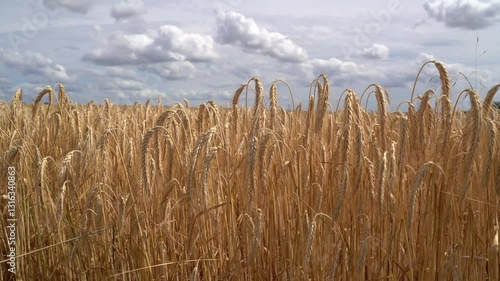 Ripe barley on a sunny day 