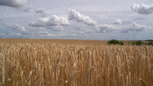 Ripe barley on a cloudy day in summer 
