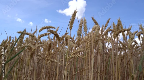 Wheat in summer with blue sky