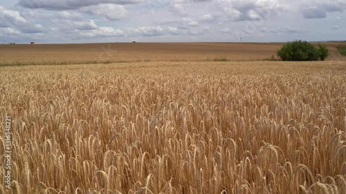 Ripe barley on a cloudy day in summer 