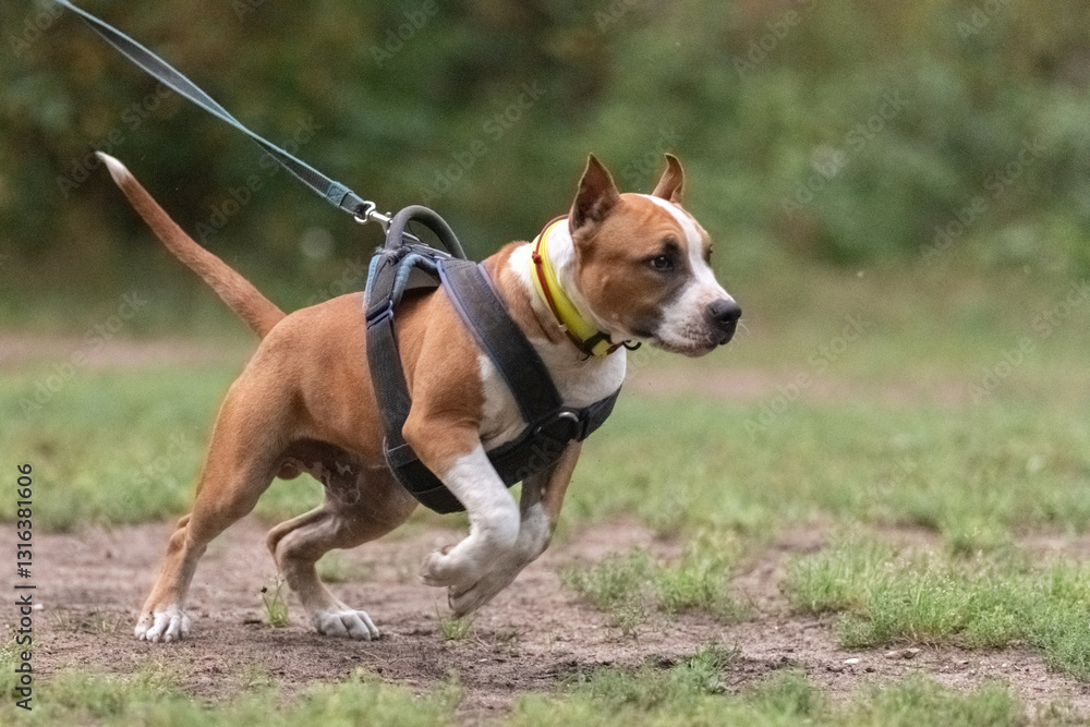 A beautiful purebred Staffordshire Terrier is training in a summer park. A beautiful purebred Staffordshire Terrier is training in a summer park.