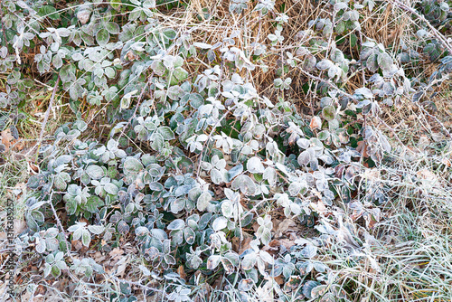 Photography Hoarfrost or hard rime on the leaves of blackberry bushes on a cold winter morni