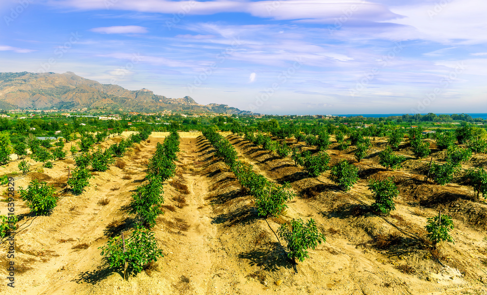 Agricultural field, beautiful landscape photo of young garden trees. Level lines of plantation, natural fruit products. Organic farming concept idea photo in cloudy summer day Agricultural field, beautiful landscape photo of young garden trees. Level lines of plantation, natural fruit products. Organic farming concept idea photo in cloudy summer day