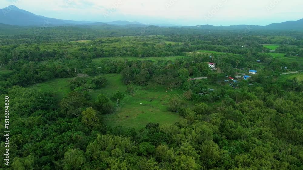 A peaceful aerial glimpse of a small pasture in Bacungan, Palawan, where a herder tends Philippine cows at sunset. Surrounded by lush greenery, this tranquil farmland scene reflects rural island life. A peaceful aerial glimpse of a small pasture in Bacungan, Palawan, where a herder tends Philippine cows at sunset. Surrounded by lush greenery, this tranquil farmland scene reflects rural island life.