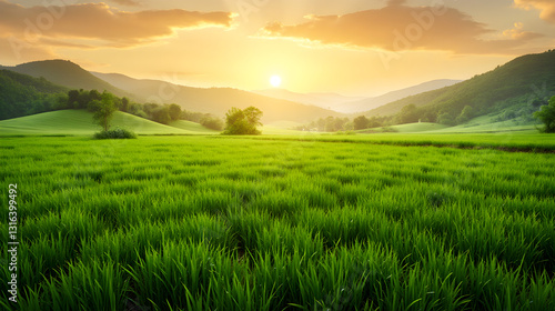 Picturesque View of Lush Green Rice Fields with Misty Assam Hills Under a Golden Sunrise - Rongali Bihu