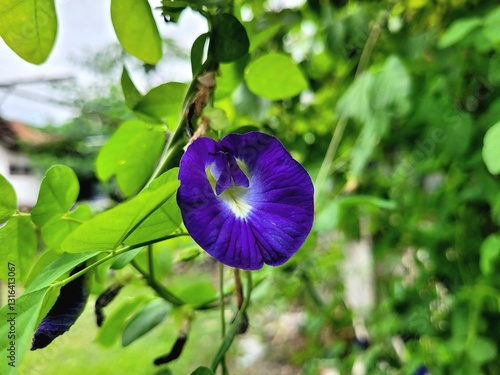 a view of purple flowers that have bloomed and are very beautiful
