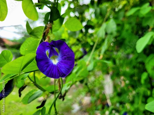 a view of purple flowers that have bloomed and are very beautiful