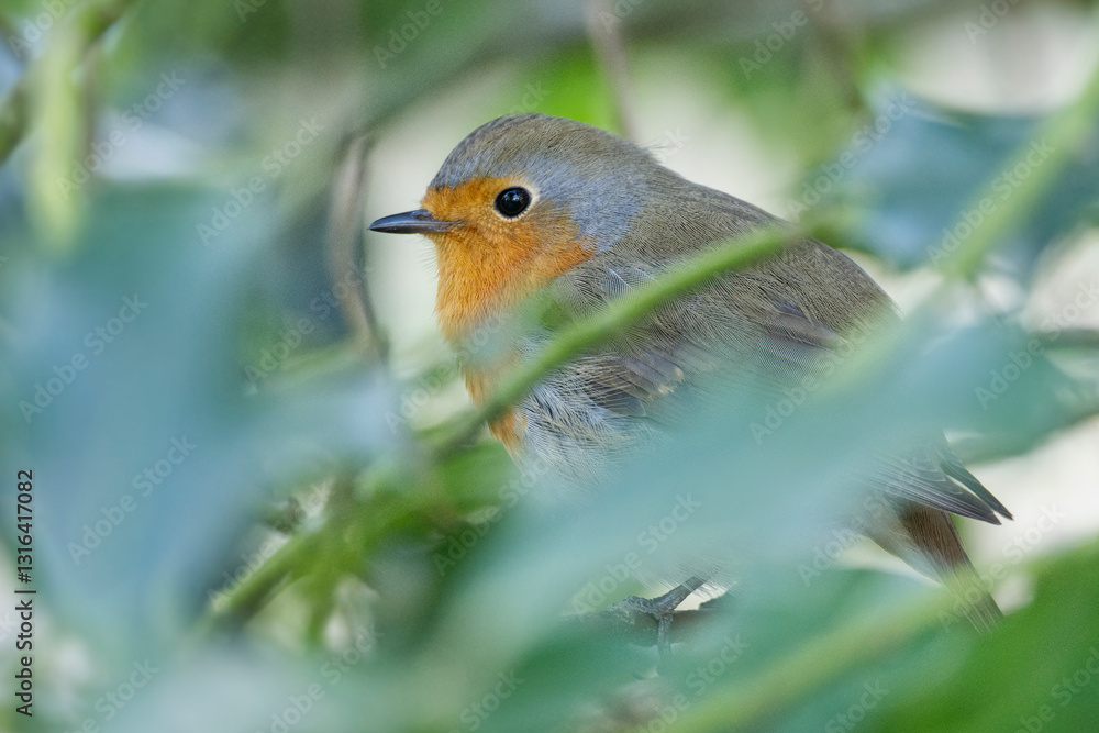 Fototapeta premium European robin (Erithacus rubecula) sitting on a tree branch in Zurich, Switzerland