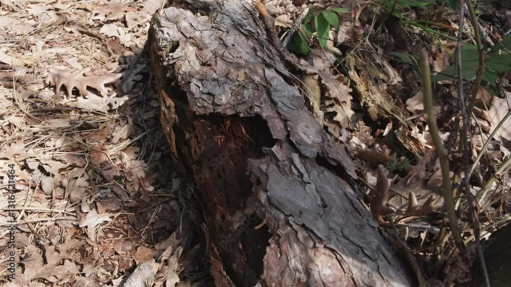 tree bark texture forest tree bark texture forest