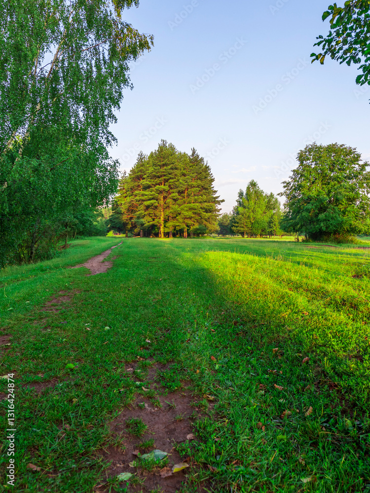 Obraz premium Path through a forest with a tree in the middle