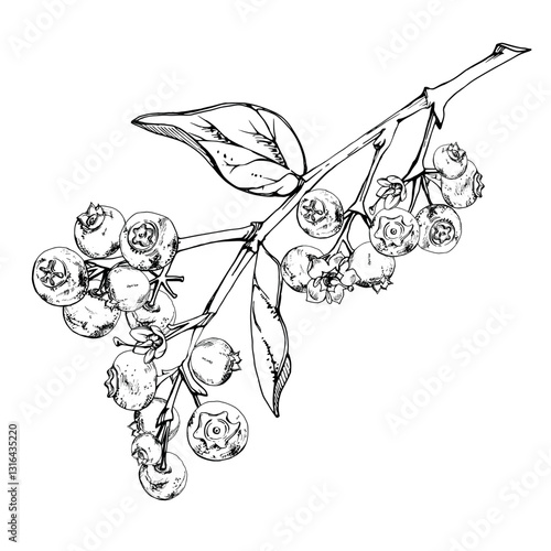 Blueberry blackberry with plant leaves on branch, hand drawn in ink vector, cluster group ripe forest berry. Isolated botanical illustration, for restaurant, dessert cafe menu, wedding, farmers market