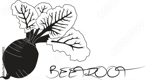 Bit root vegetable vector 