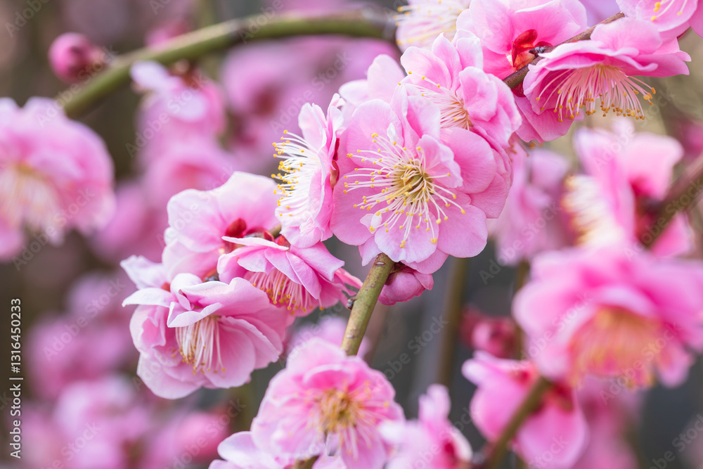 Japanese apricot, weeping plum Japanese apricot, weeping plum