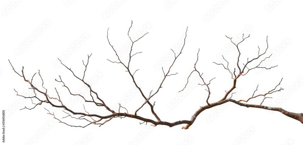 Fototapeta premium Bare, twisting branches isolated on pure white, graphic, stock photo