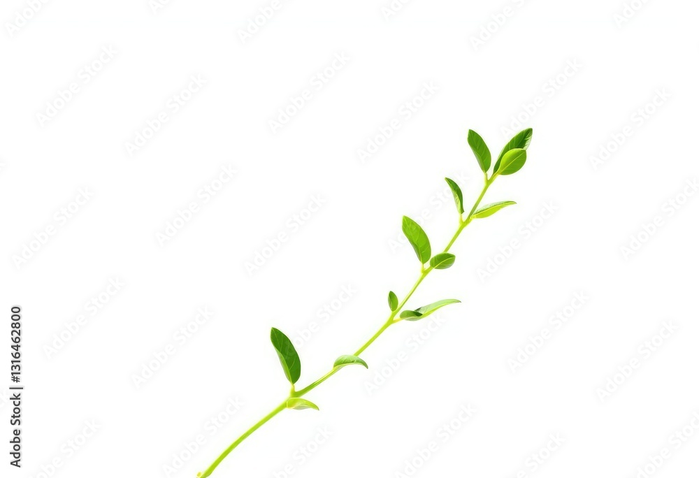 Obraz premium Single vibrant green plant, isolated on pure white background, foliage, nature