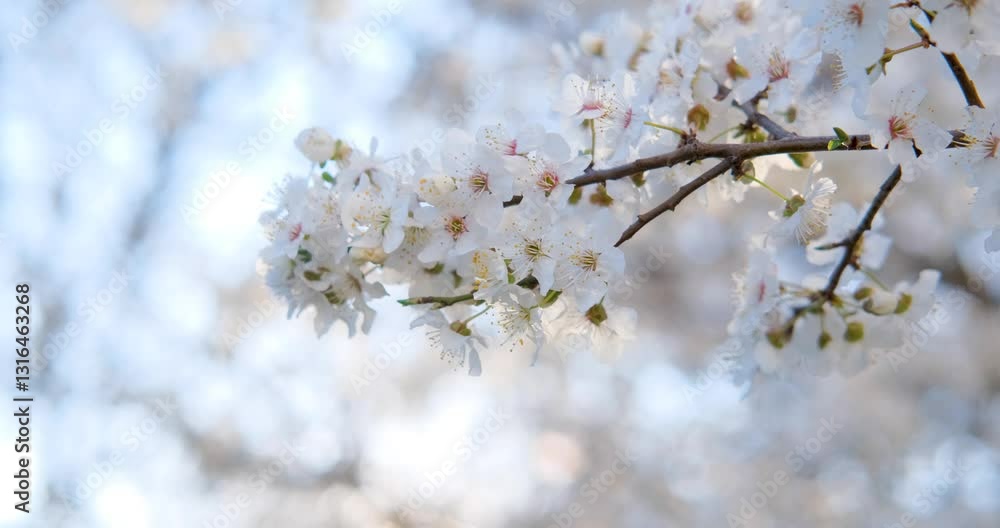 Close up of white cherry bossom against sun and blue sky Video Close up of white cherry bossom against sun and blue sky Video