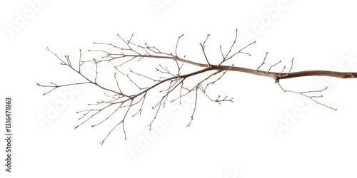 Delicate, bare branches isolated against a pure white backdrop, image, delicate