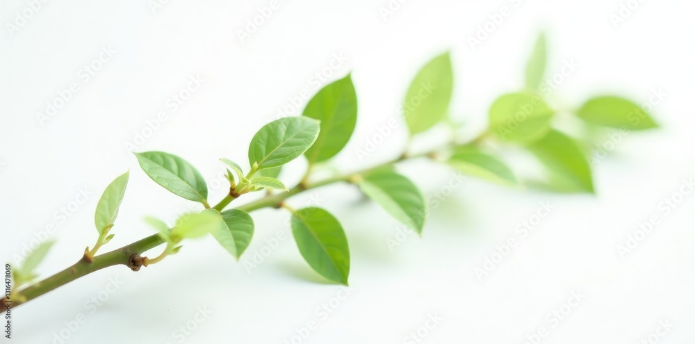 Fototapeta premium Long and slender branch against white backdrop with delicate leaves, closeup, leafy, thin