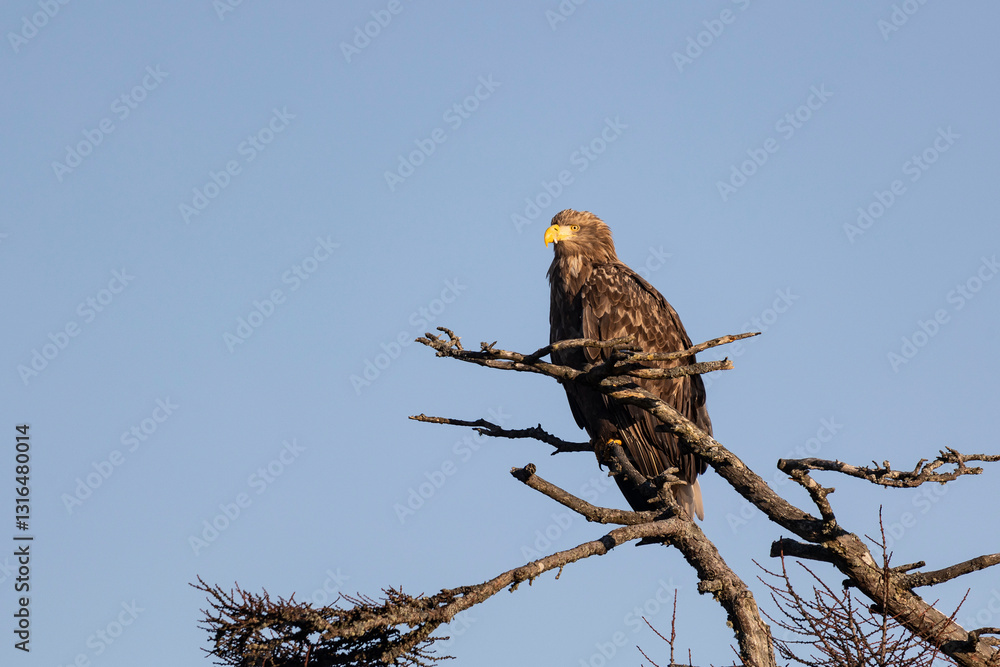 White-tailed eagle sits on a tree against the sky